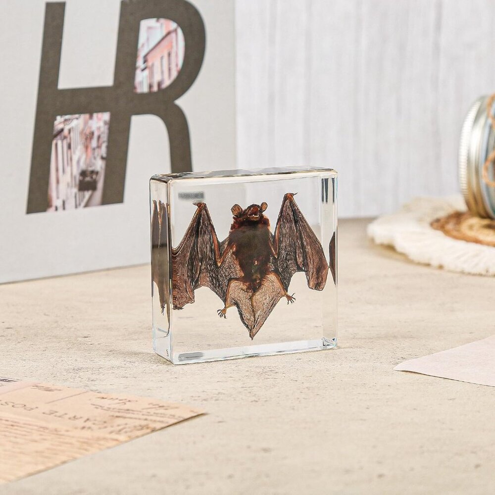 Real Bat Specimens,Taxidermy Bat Specimen in Resin for Science Classroom Science - Picture 4 of 7